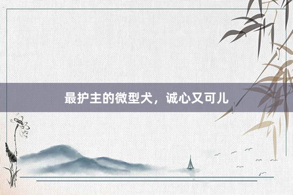 最护主的微型犬，诚心又可儿